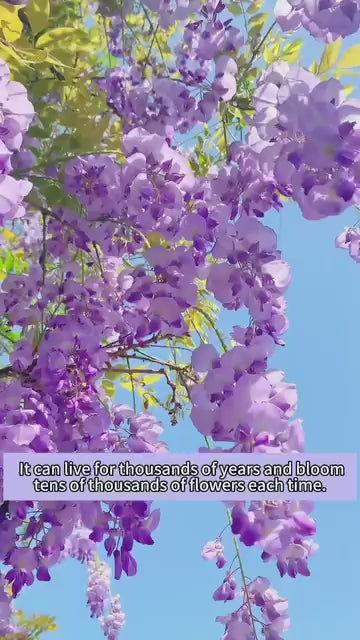 The Garden?s Cascading Beauty All Year Round